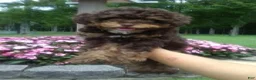 Miniature Poodle dogs for sale: Maple - Ad 2