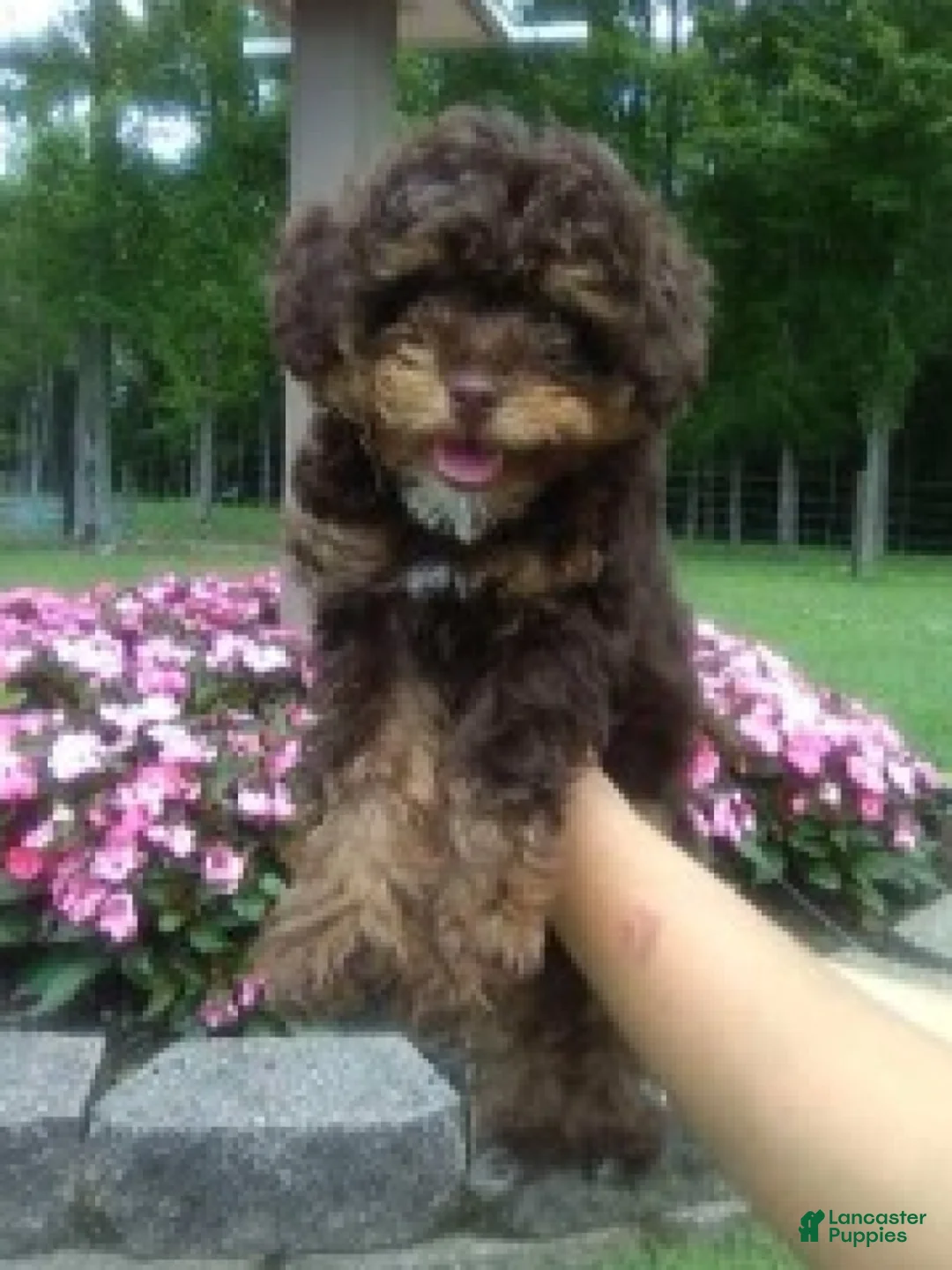 Miniature Poodle dogs for sale: Maple - Ad 2