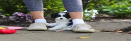 Cavapoo dogs for sale: Lacey - Ad 5