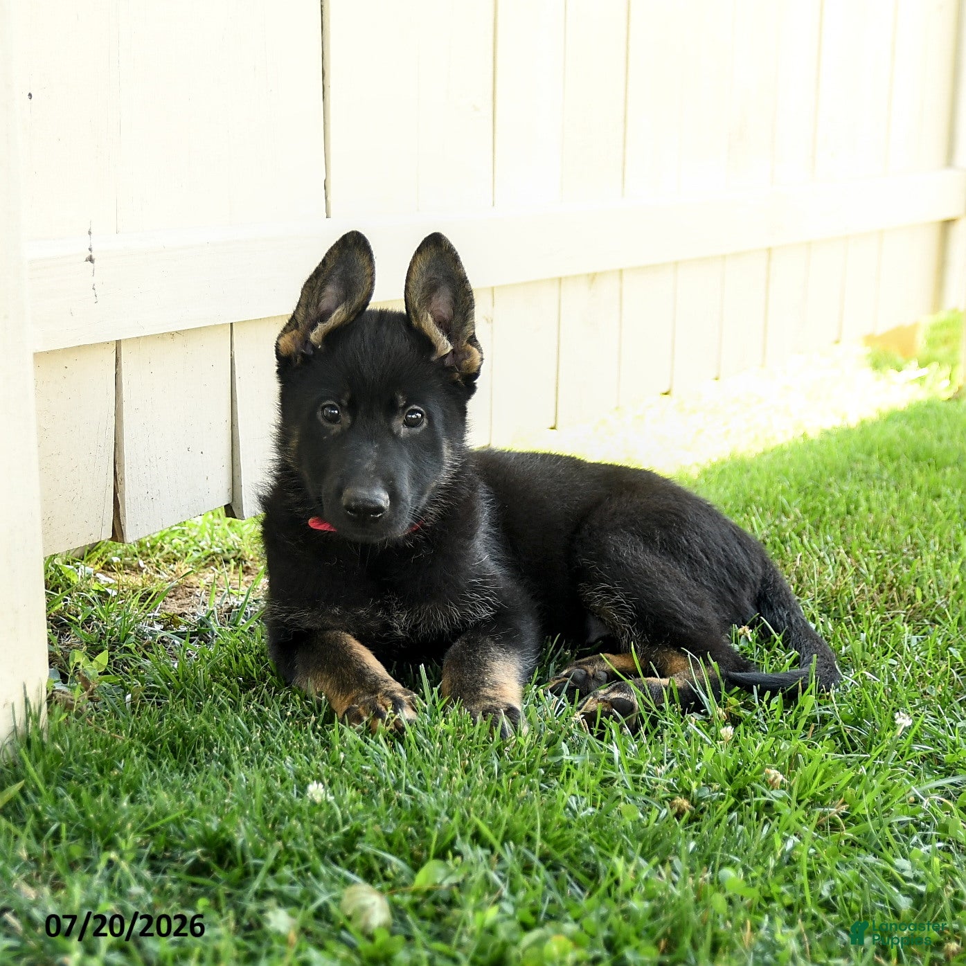 German Shepherd dogs Ember - Ad 2