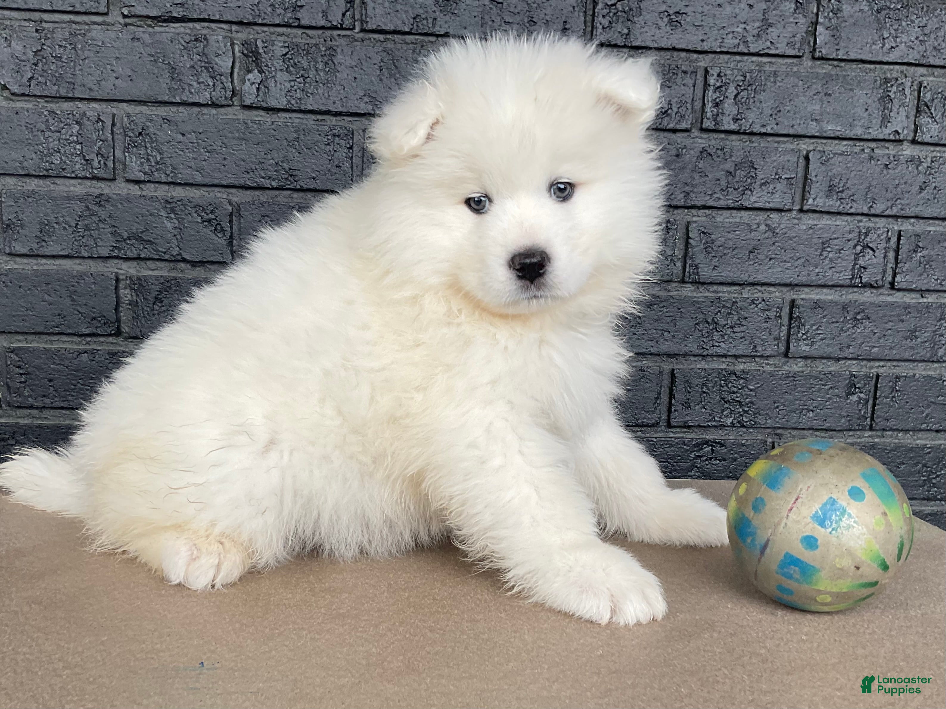 Samoyed dogs Candy - Ad 1