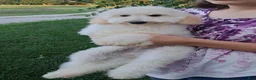 Mixed Breed dogs for sale: Yukon Micro Golden Sheltie Doodle - Ad 6