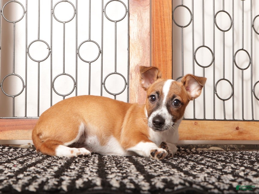 Jack Russell Terrier dogs Nala - Tender Jack Russell - Ad 2