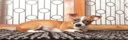 Jack Russell Terrier dogs for sale: Nala - Tender Jack Russell - Ad 2