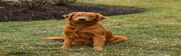 Golden Retriever dogs for sale: Penny - Ad 6