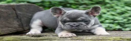 French Bulldog dogs for sale:  Flora Jane 🩷 - Ad 5