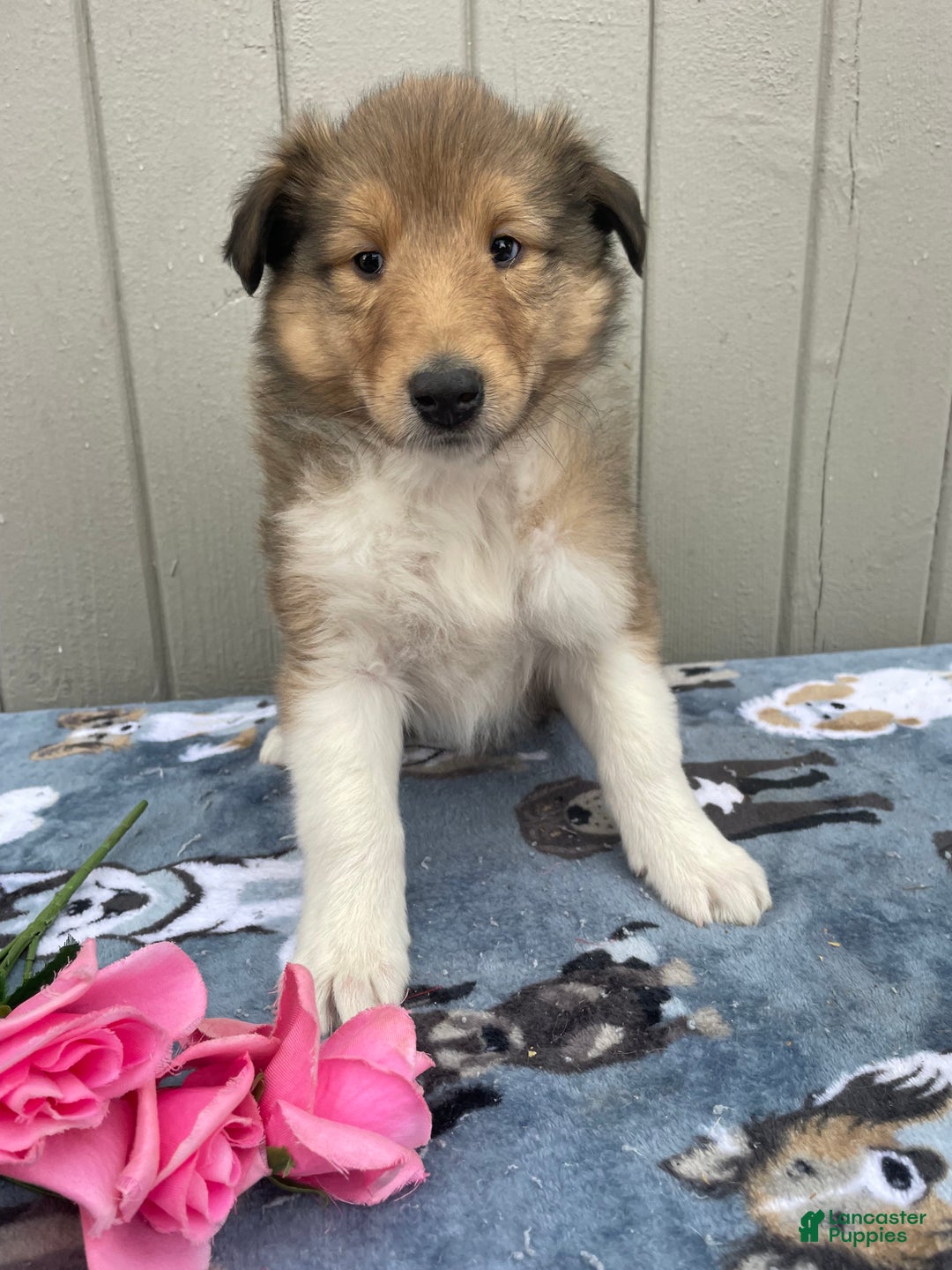 Collie dogs for sale: Connie - Ad 1