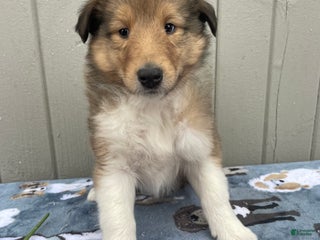 Collie dogs Connie - Ad 18