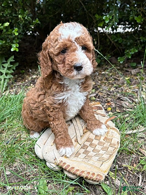 Cockapoo dogs Zeke - Ad 1