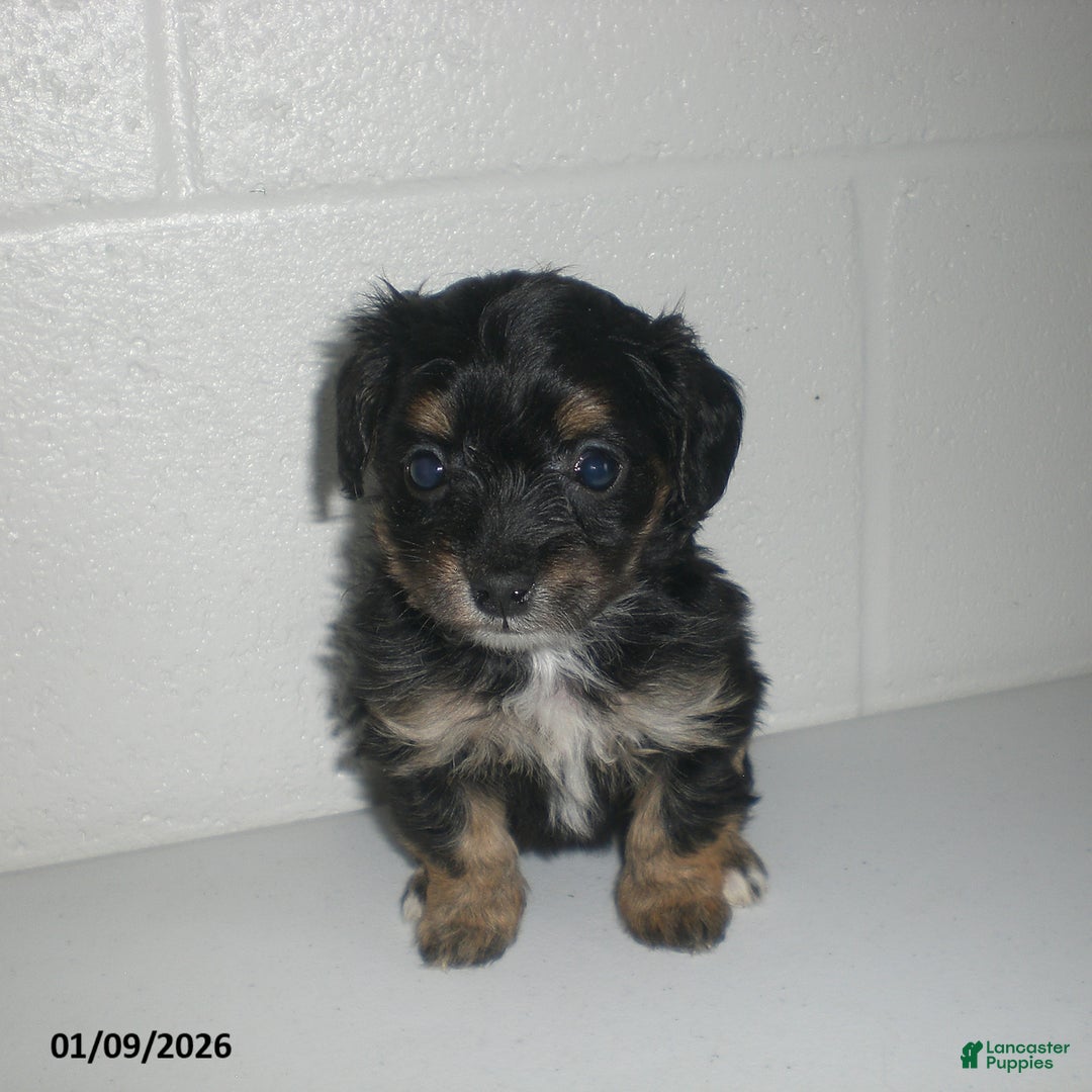 Yorkiepoo dogs for sale: Angie - Ad 6