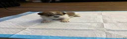 Mixed Breed dogs for sale: Mixed Breed 1 - Ad 2