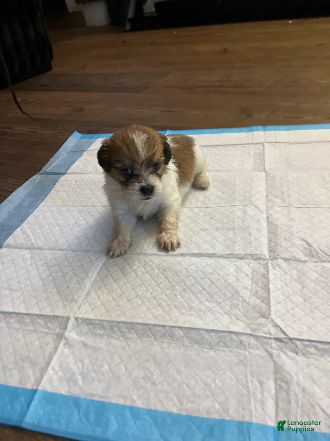 Mixed Breed dogs for sale: Mixed Breed 1 - Ad 2