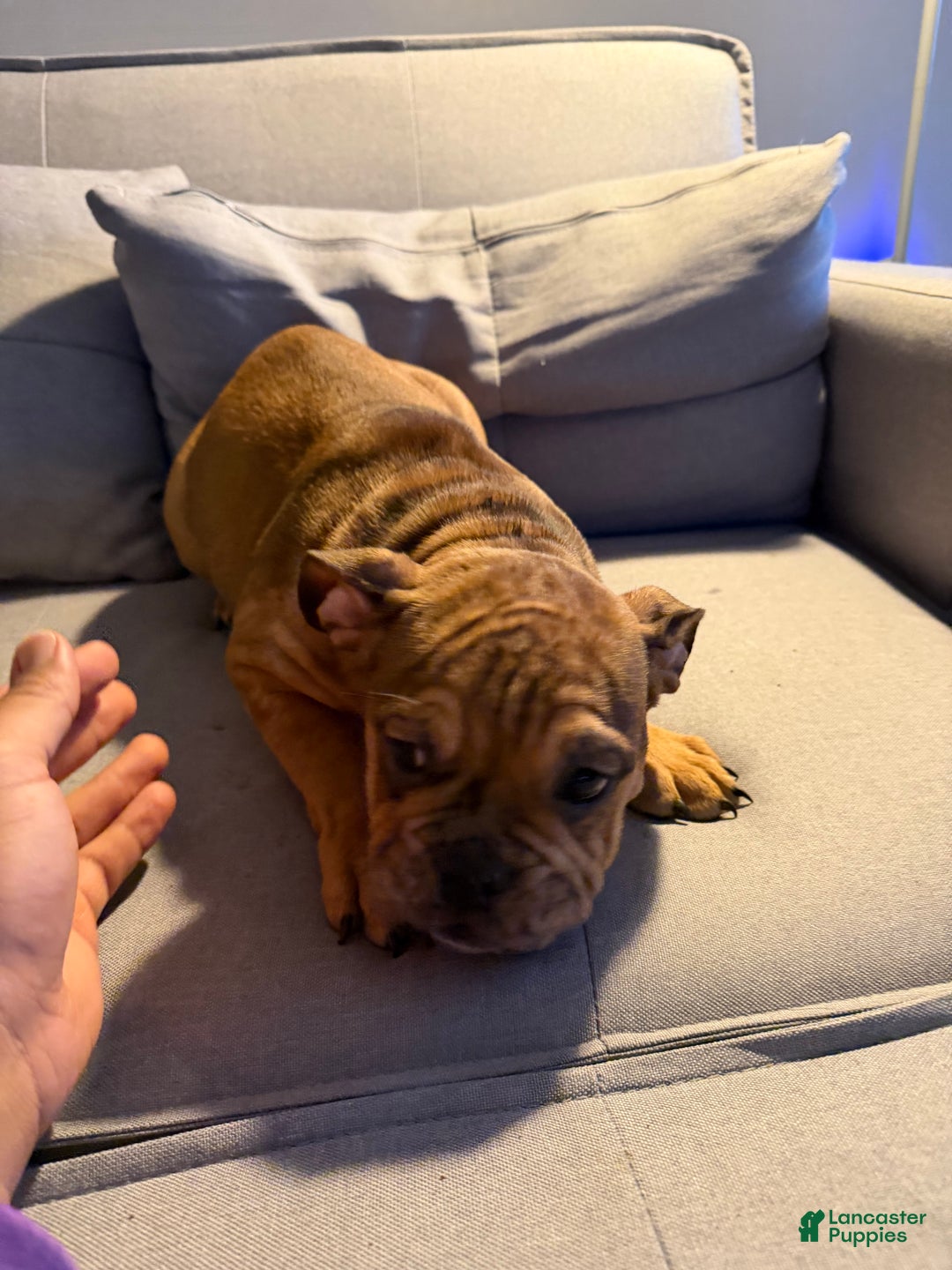 English Bulldog dogs for sale: Mocha - Ad 8