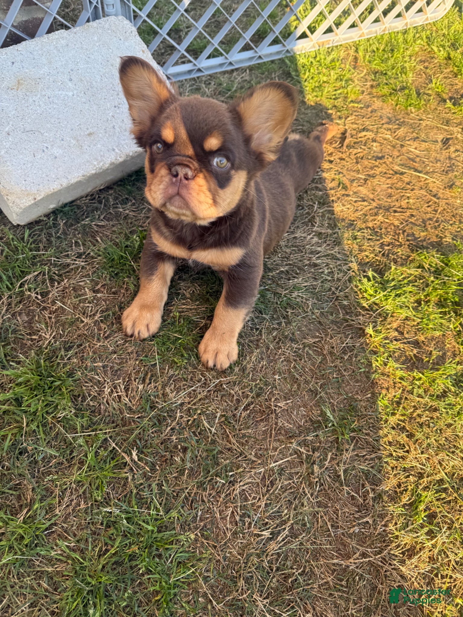 French Bulldog dogs French Bulldog Puppy 3 - Ad 31