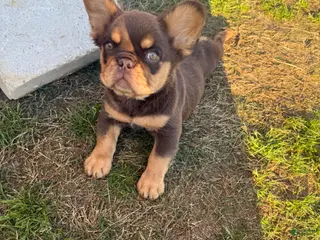 French Bulldog dogs French Bulldog Puppy 3 - Ad 31
