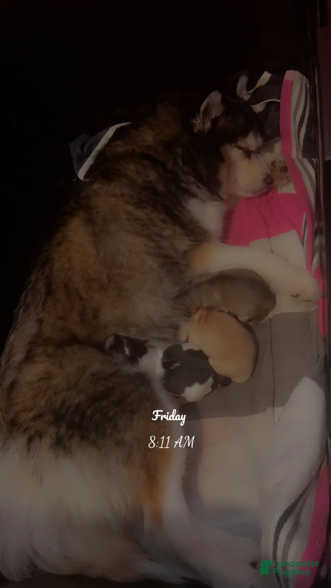 Mixed Breed dogs for sale: Oreo - Ad 7