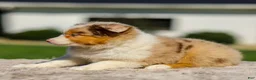 Miniature Australian Shepherd dogs for sale: Harper - Ad 5