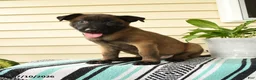 Belgian Malinois dogs for sale: Kafi - Ad 2