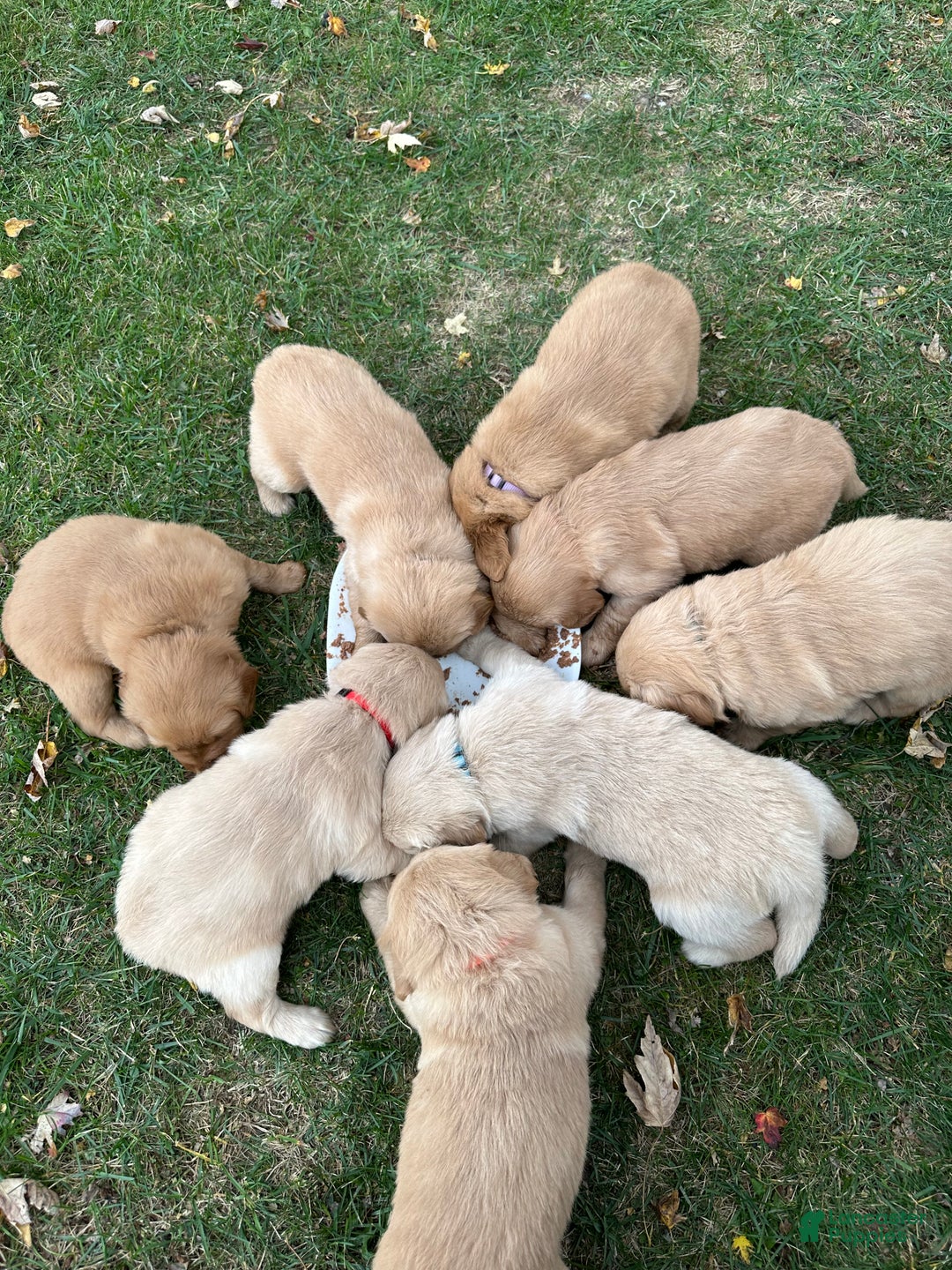 Golden Retriever dogs for sale: Golden Retriever Dark Pink Girl - Ad 17