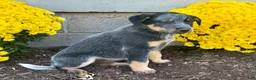 Australian Cattle Dog dogs for sale: Diamond - Ad 3