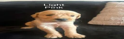 Golden Retriever dogs for sale: Light pink 🩷 - Ad 1