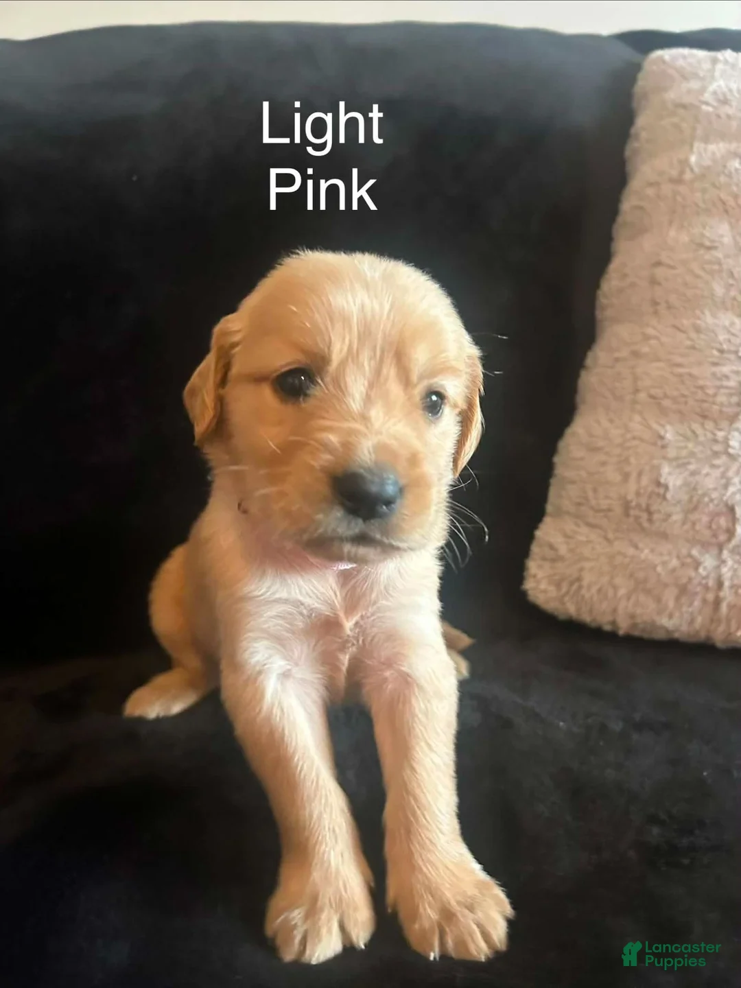 Golden Retriever dogs for sale: Light pink 🩷 - Ad 1