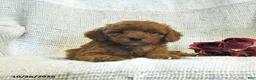 Cockapoo dogs for sale: Caleb - Ad 3