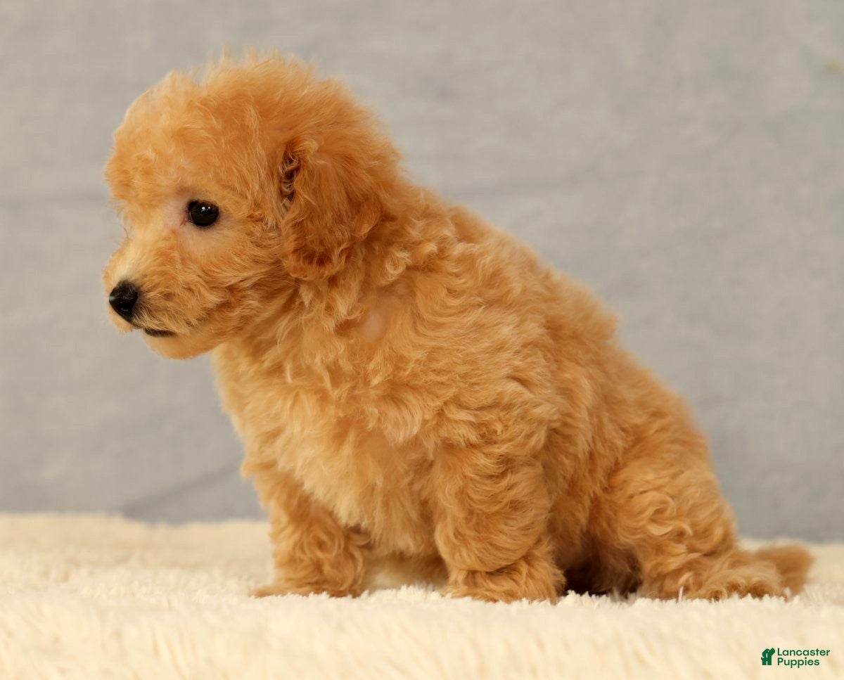 Bichpoo dogs Jenna - Ad 2