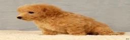 Bichpoo dogs for sale: Jenna - Ad 2