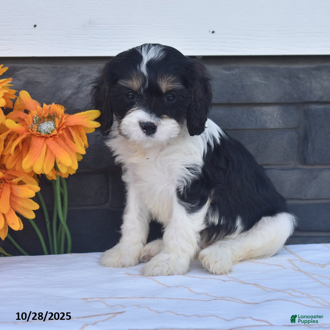 Cavapoo dogs for sale: Hank - Ad 2