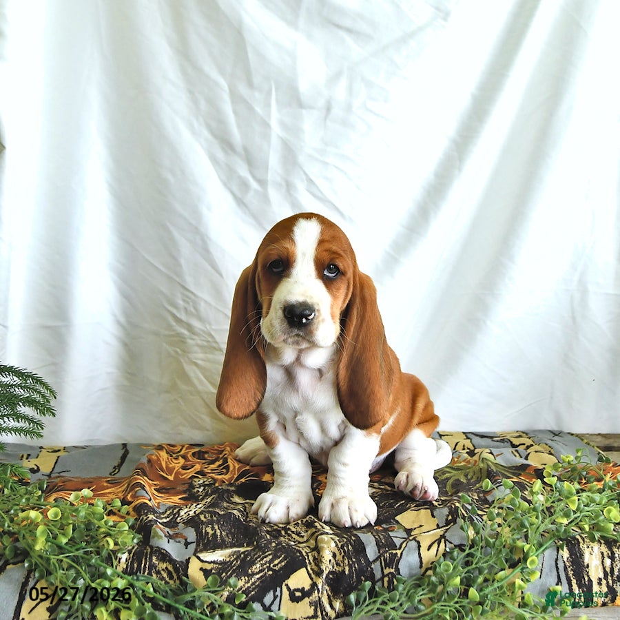 Basset Hound dogs Willow - Ad 1