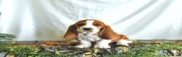 Basset Hound dogs for sale: Willow - Ad 1