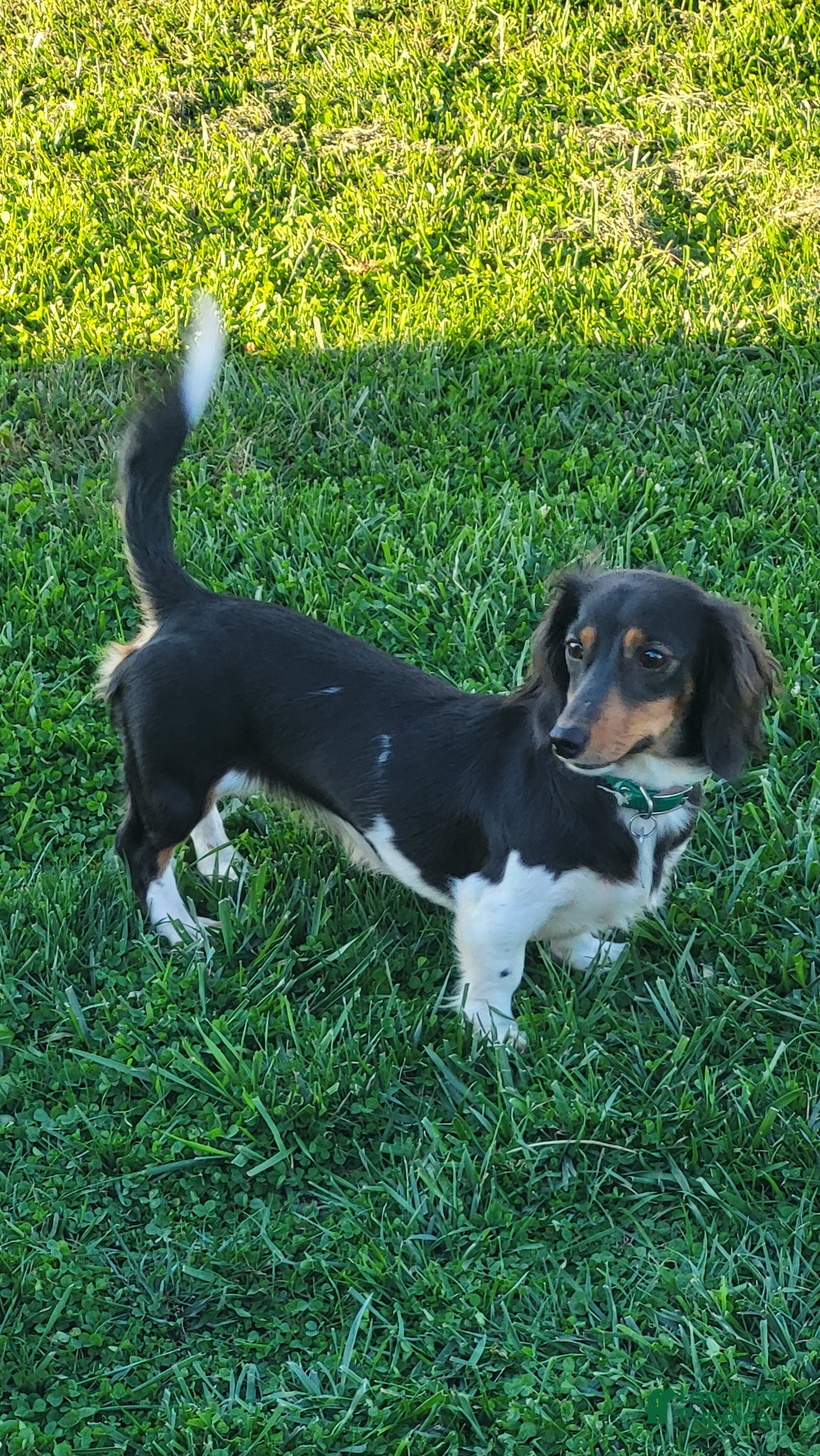 Miniature Dachshund dogs Mike - Ad 2