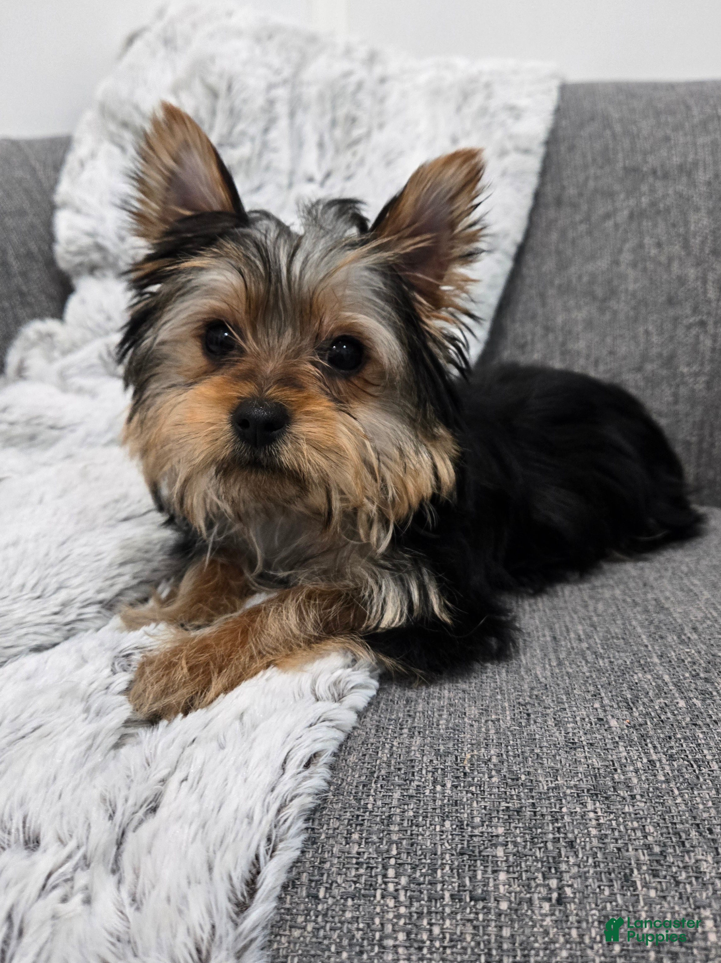 Yorkshire Terrier dogs Zoey  - Ad 1