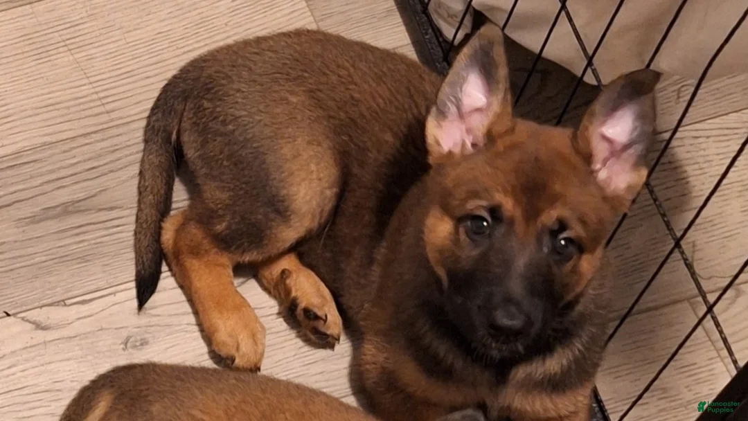 Mixed Breed dogs for sale: Mixed Breed Puppy 5 - Ad 1