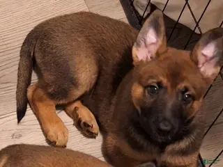 Mixed Breed dogs Mixed Breed Puppy 5 - Ad 7