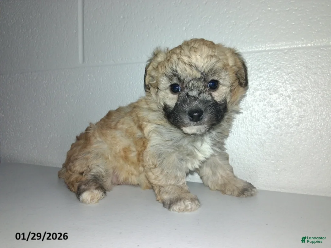 Yorkiepoo dogs for sale: Cara  - Ad 23