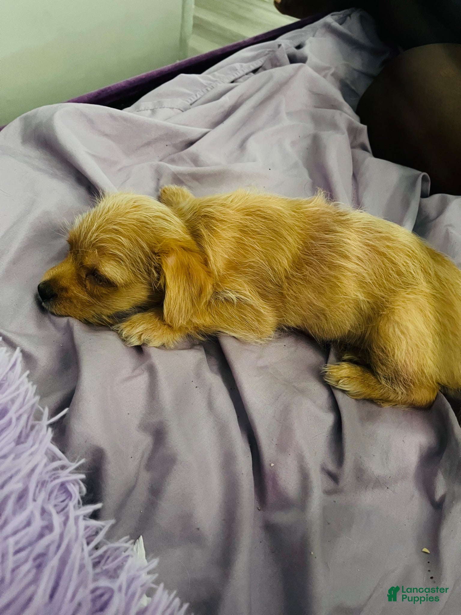 Mixed Breed dogs Mixed Breed 1 - Ad 34