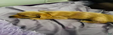 Mixed Breed 1
