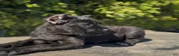 Cane Corso dogs for sale: Female 2 - Ad 2