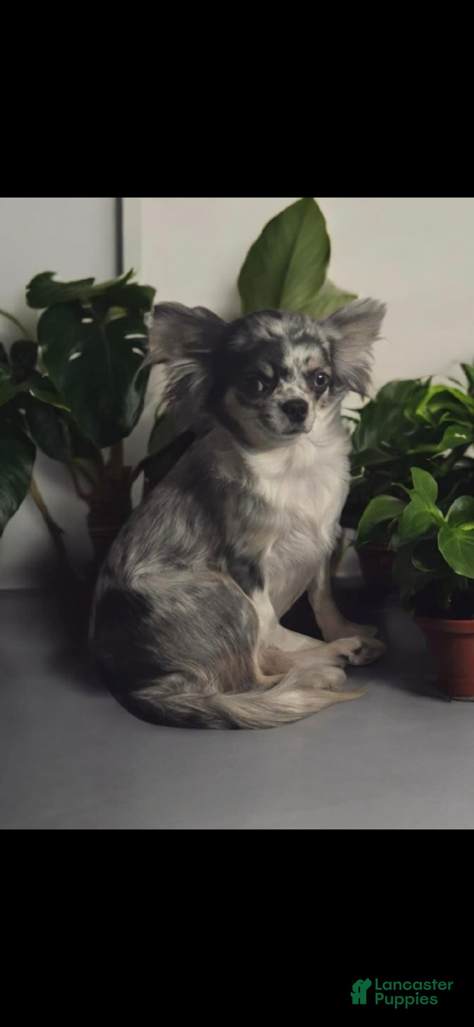 Chihuahua dogs for sale: reba - Ad 3