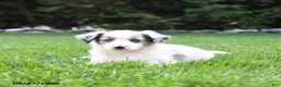 Australian Shepherd dogs for sale: Brumby - Ad 3
