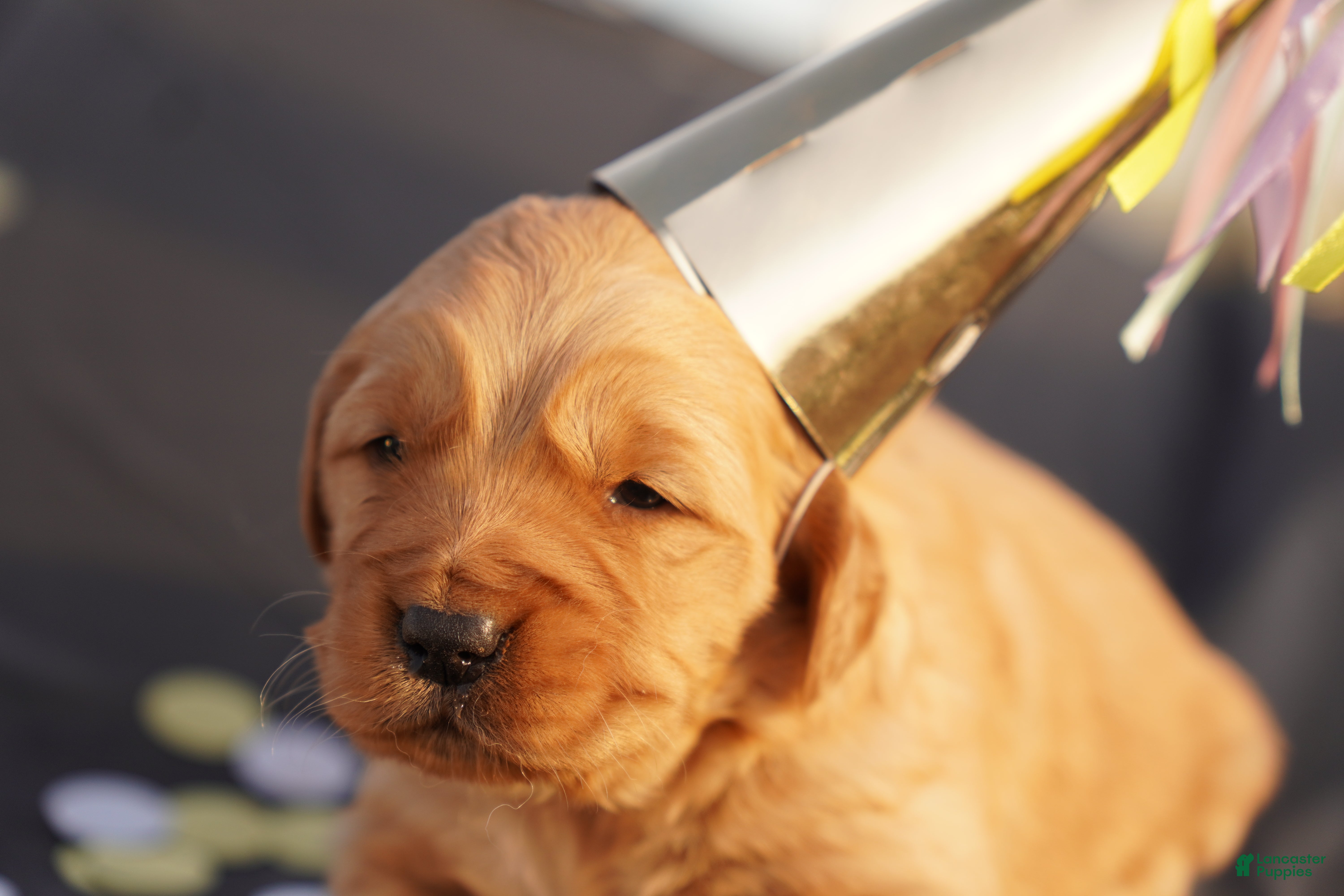 Golden Retriever dogs Ali - AKC, Genetically Clear - Ad 10