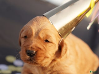 Golden Retriever dogs Ali - AKC, Genetically Clear - Ad 10