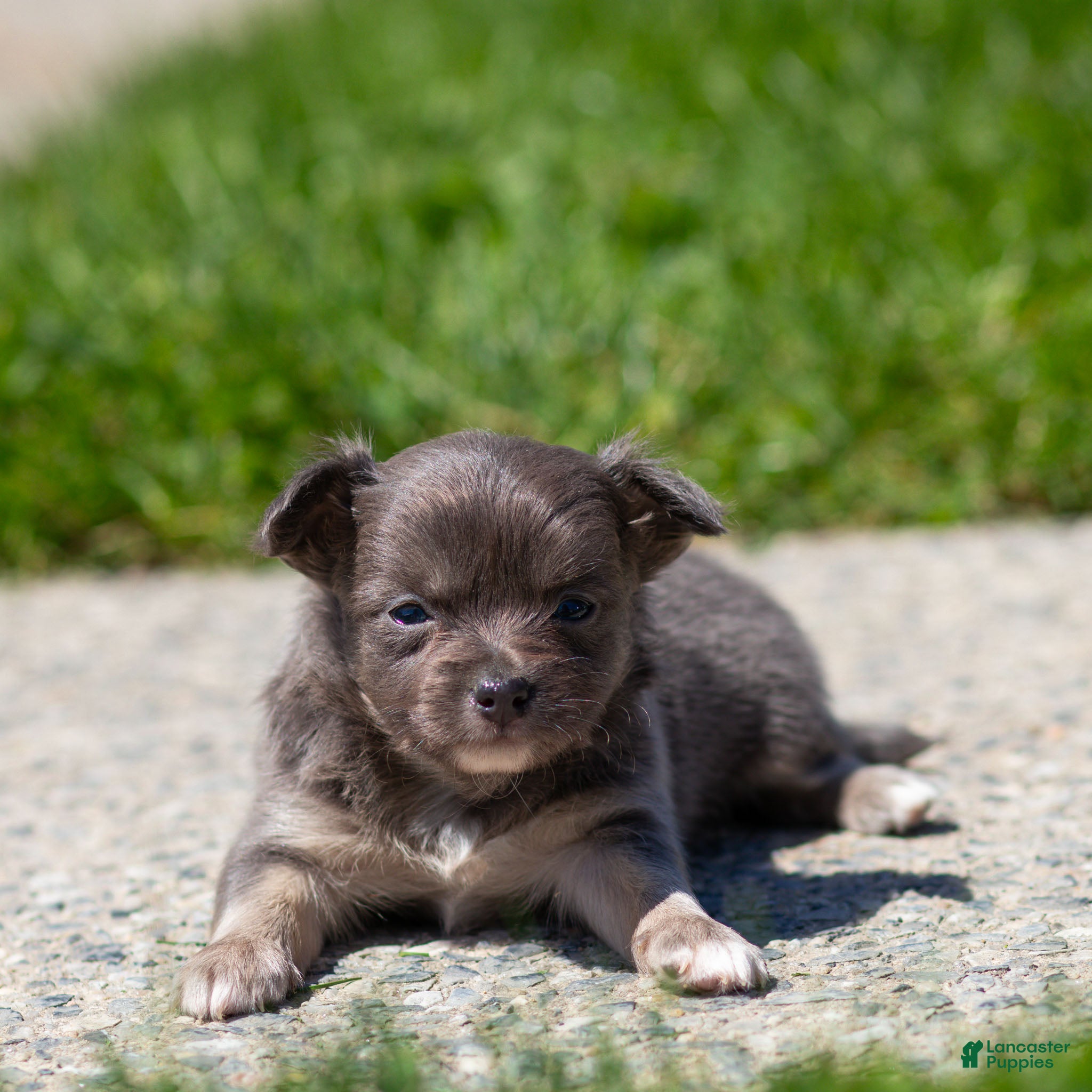 Chihuahua dogs Waylon Chihuahua Puppy  - Ad 2