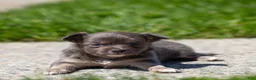 Chihuahua dogs for sale: Waylon Chihuahua Puppy  - Ad 12