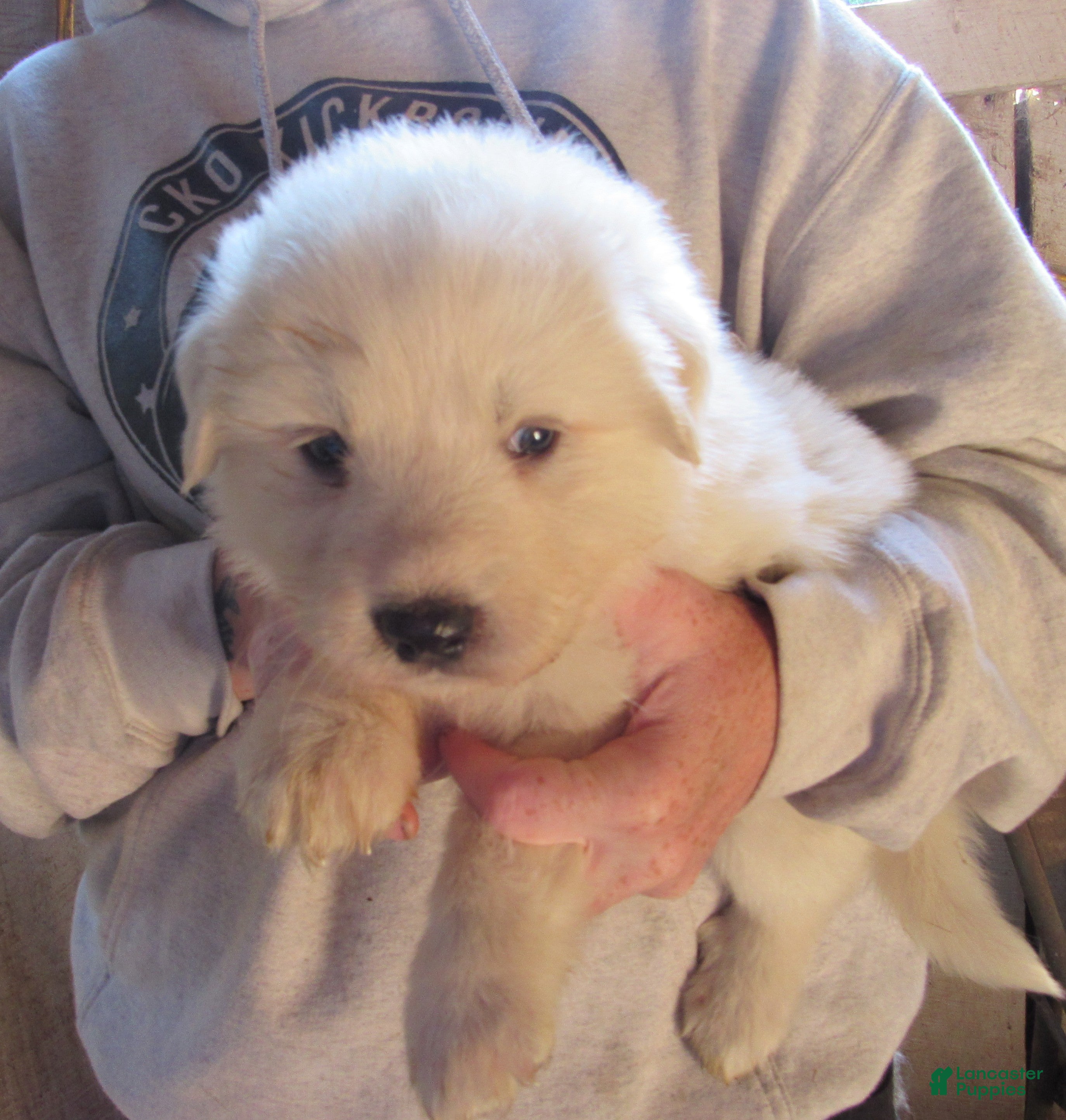 Great Pyrenees dogs Yellow Collar Female Great Pyrenees Puppy  - Ad 1