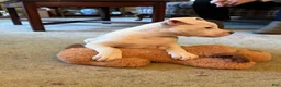American Bulldog dogs for sale: Female 2 - Ad 3