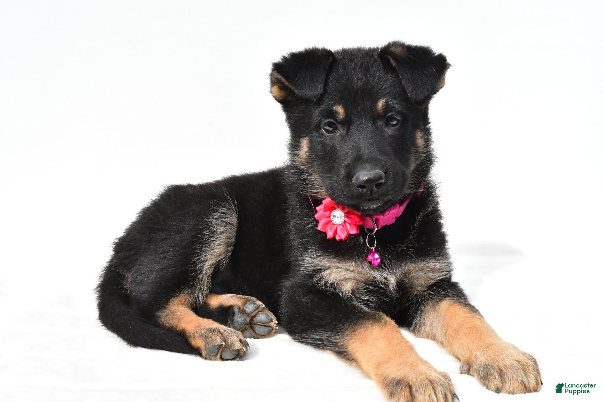 German Shepherd dogs Lori - Ad 2