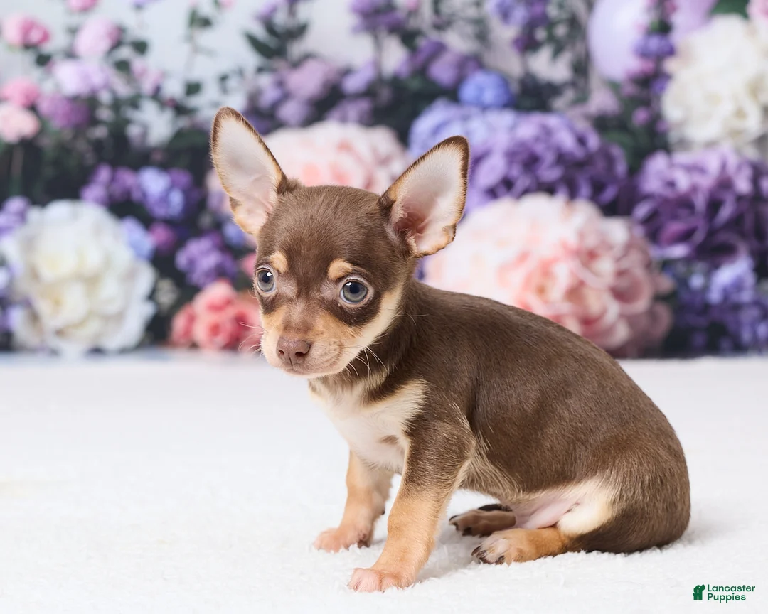 Chihuahua dogs for sale: Peanut - Ad 2